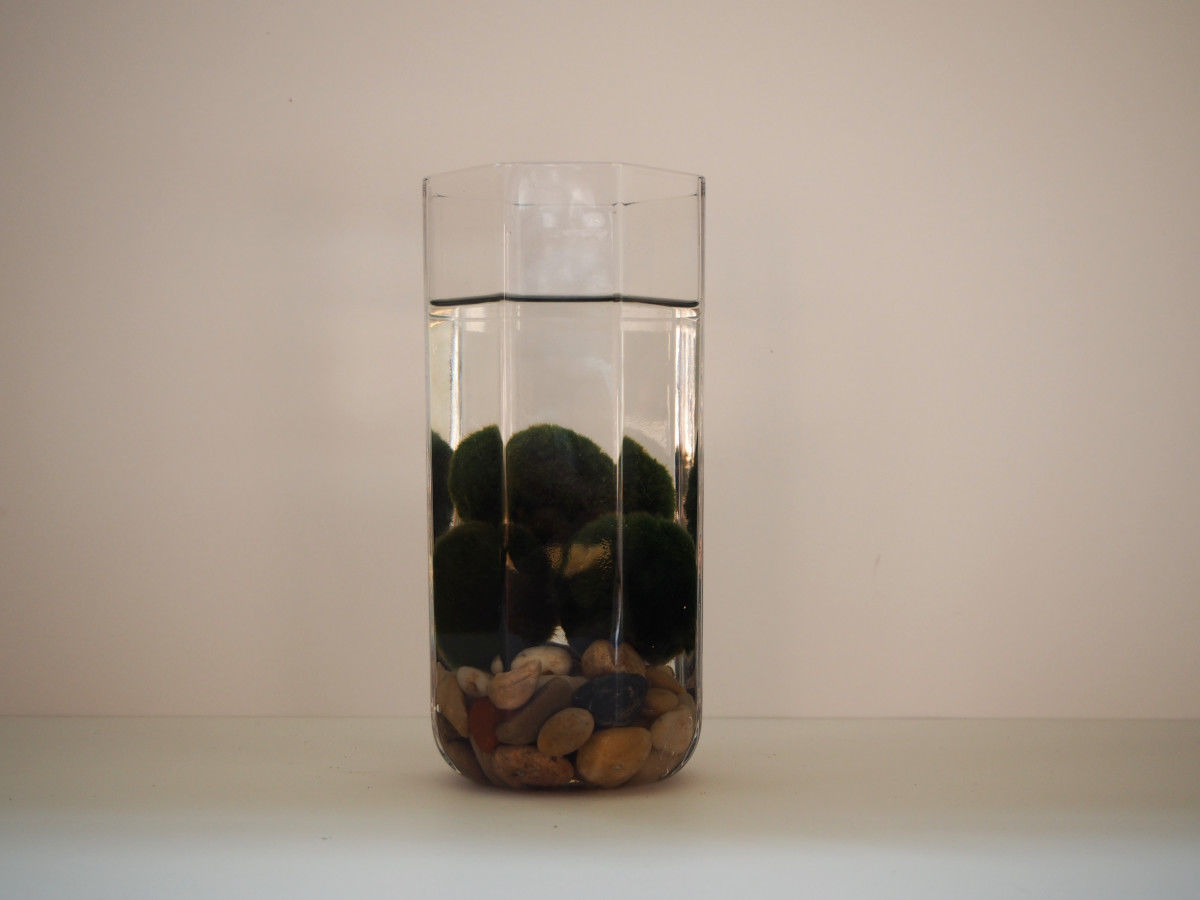 Marimo moss ball (Aegagropila linnaei)